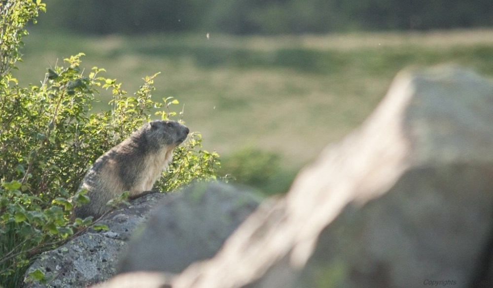 Mouflons et marmottes du puy de dôme Marmotte-adulte-20131