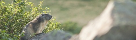 marmota marmota-marmotte-auvergne-sancy-capucin